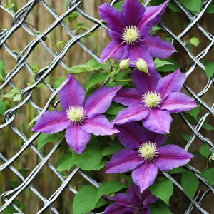 clematis on a trellis