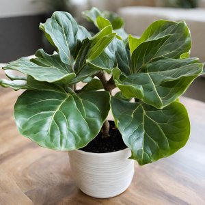 fiddle leaf fig plant in Houston